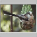 Aegithalos caudatus - Schwanzmeise 02.jpg